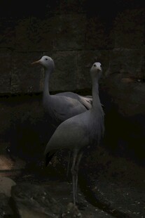 两只灰鹤站立于昏暗处