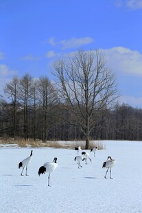 雪地中优雅觅食的丹顶鹤