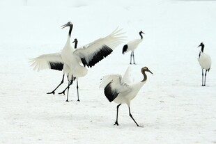 雪地中起舞的优雅丹顶鹤