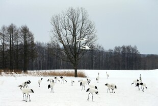 雪地中群鸟栖息的自然景