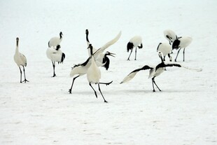 雪地中起舞的优雅丹顶鹤