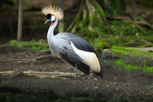 灰冠鹤站立于地面