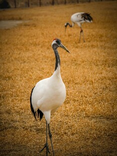 田野中的优雅丹顶鹤