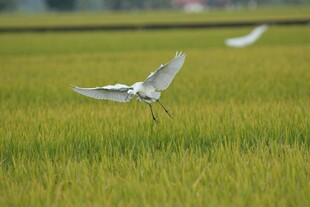 白鹭于绿田间展翅飞翔