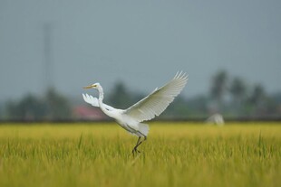 白鹭于稻田展翅飞翔