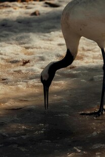白鹳低头觅食于地面