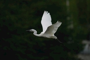 白鹭空中展翅飞翔