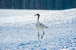 雪地中独舞的优雅丹顶鹤