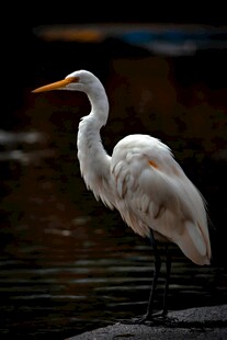 水边伫立的优雅白鹭