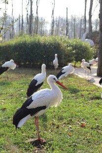 草地上的白鹳群