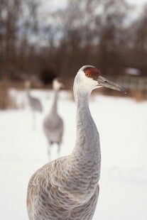雪地中的优雅灰鹤