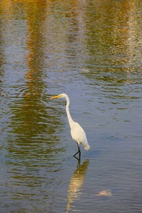白鹭立于水中的美丽瞬间
