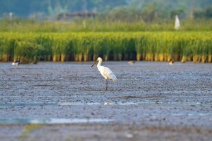 湿地中站立的优雅白鸟