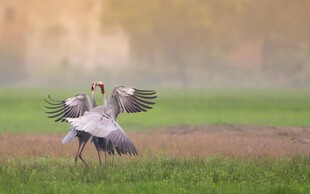 双鹤于草地展翅起舞