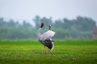 双鹤于绿草地优雅起舞