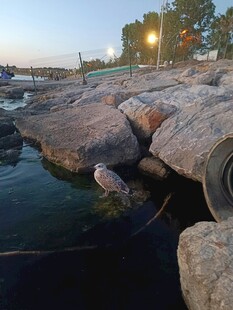 海边暮色中的礁石与管道