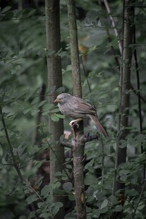 林间小鸟栖息于枝头