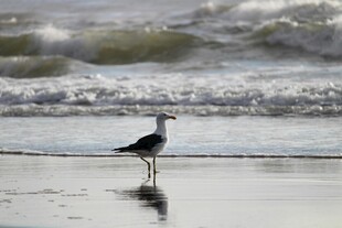 海边站立的海鸥