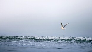 海鸥翱翔于海浪之上
