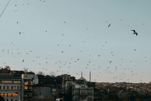 城市上空群鸟纷飞的景象