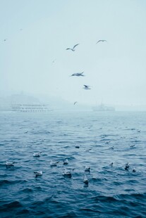 海面上飞翔的海鸥与船只
