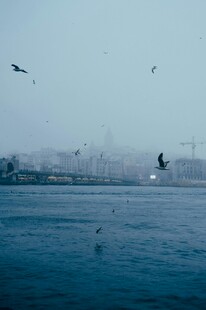 海面飞鸟与朦胧远方