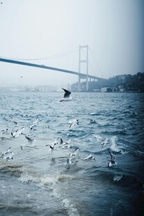 海上飞鸟与跨海大桥
