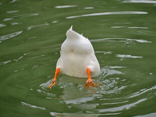 鸭子水中倒立