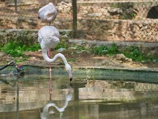 白鹳于水边优雅觅食