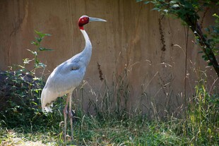红顶白鹤立于草地