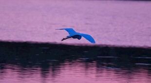 蓝鸟于粉紫湖面展翅