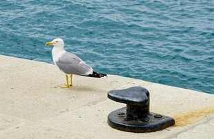 海鸥立于码头系船柱旁
