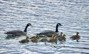 鸭妈妈带小鸭水中 