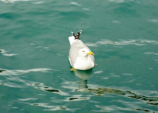水面上漂浮的一只海鸥