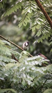 林间小鸟栖于繁茂枝叶间