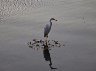 孤鹭立于水面倒影如画