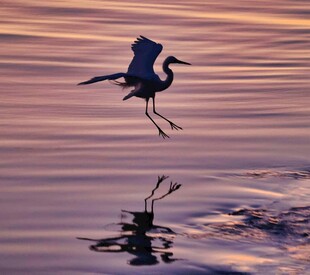 夕阳下飞鸟掠水之美景