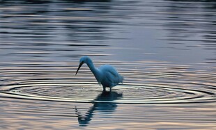 蓝鹭水中觅食优雅瞬间