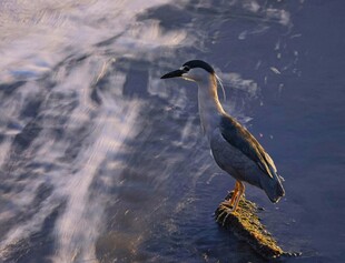 夜鹭立于水边木桩