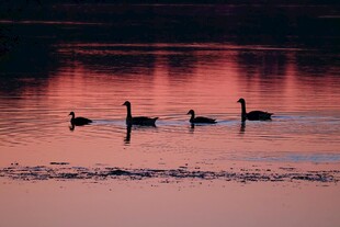 夕阳下湖面的优雅天鹅