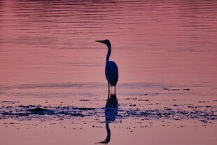 夕阳下的独鹭