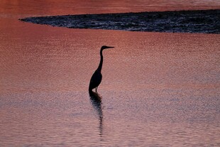 夕阳下独站水中的长嘴鸟