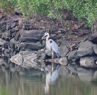 水边灰鹭立于石畔倒影