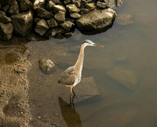 水边伫立的优雅鹭鸟