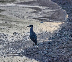 湿地边站立的灰鹭