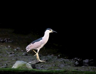 夜鹭在湿地漫步
