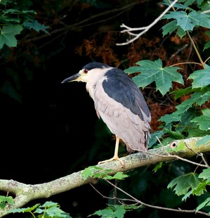 枝头夜鹭