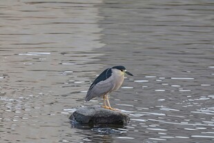 夜鹭立于水边石块