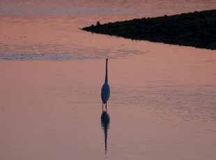 夕阳下的独鹭映于水面