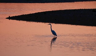 夕阳下独栖水面的鹭鸟